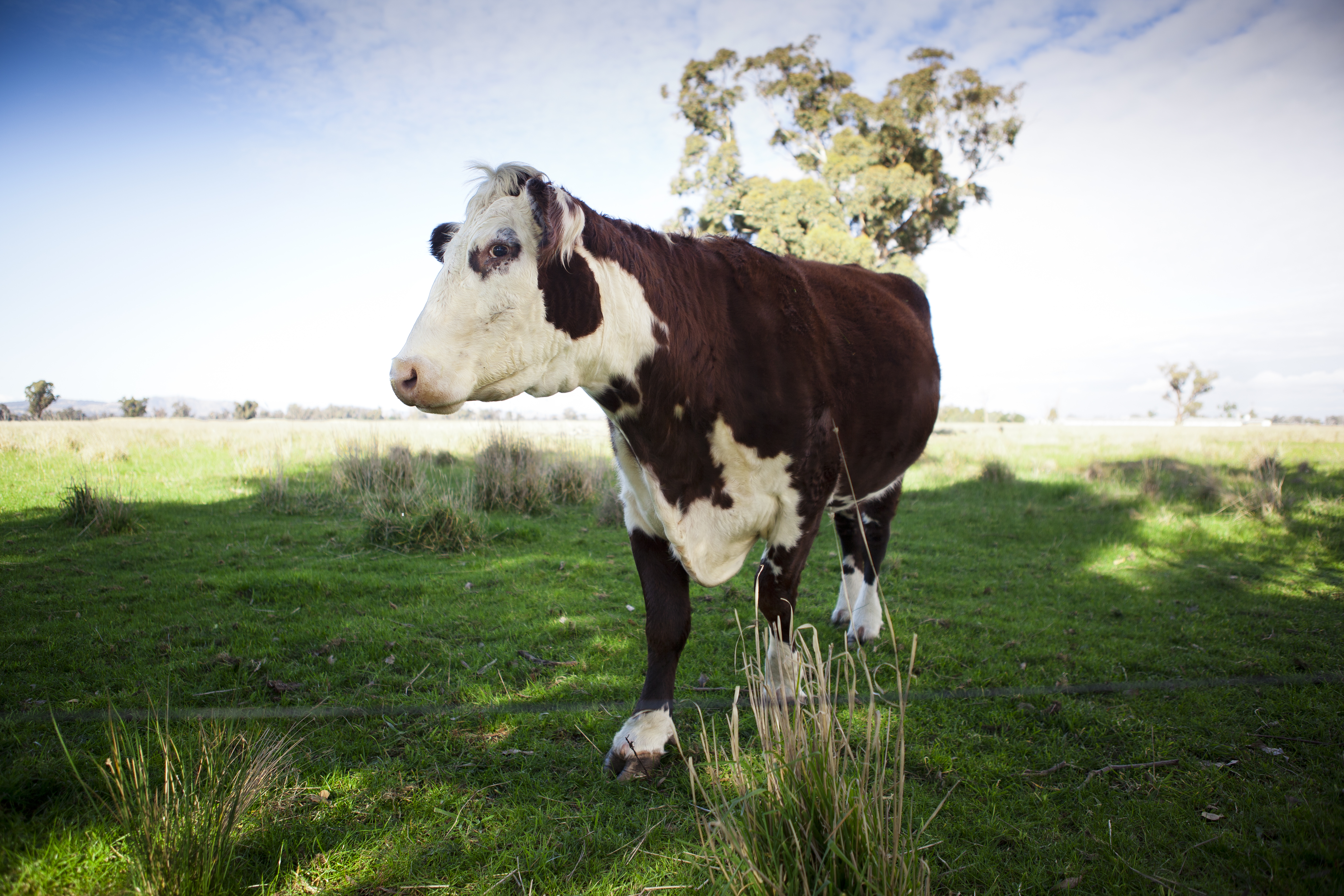 Strathbogie Shire... The Land of Future Growth and Rural Living Opportunity