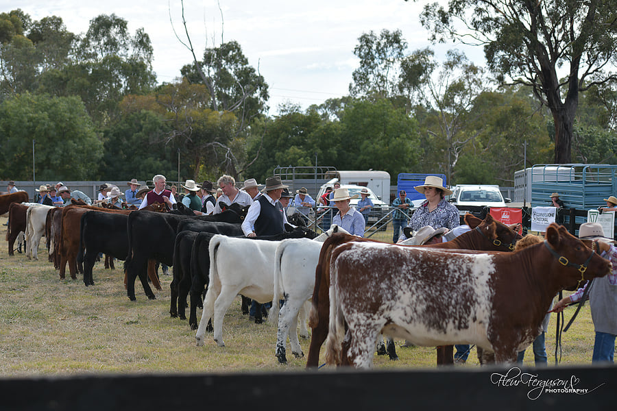 Euroa Agricultural Society Autumn Beef Cattle Show 2023 Strathbogie Shire