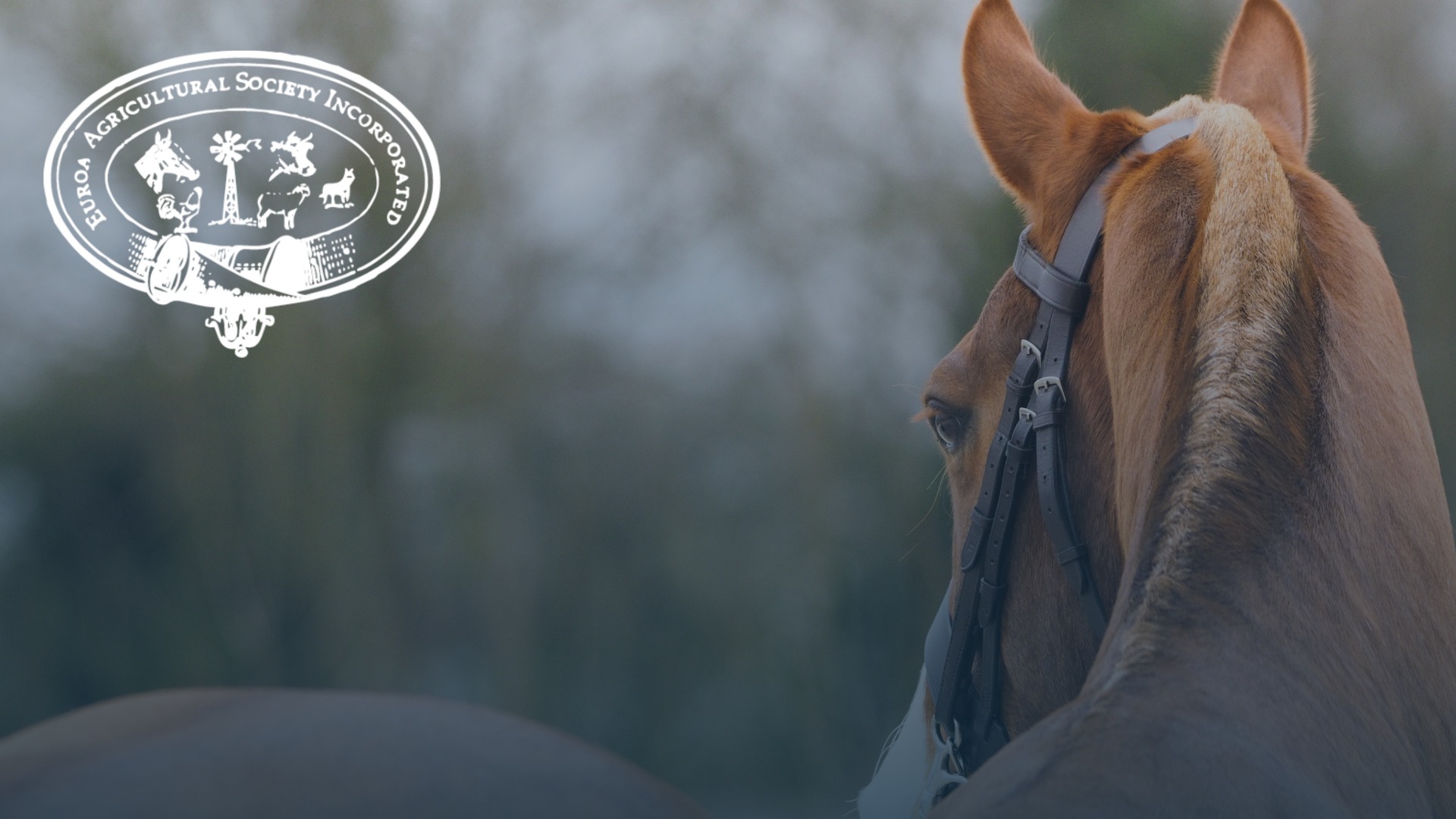 Euroa Agricultural Society Horse Show 2023 Strathbogie Shire