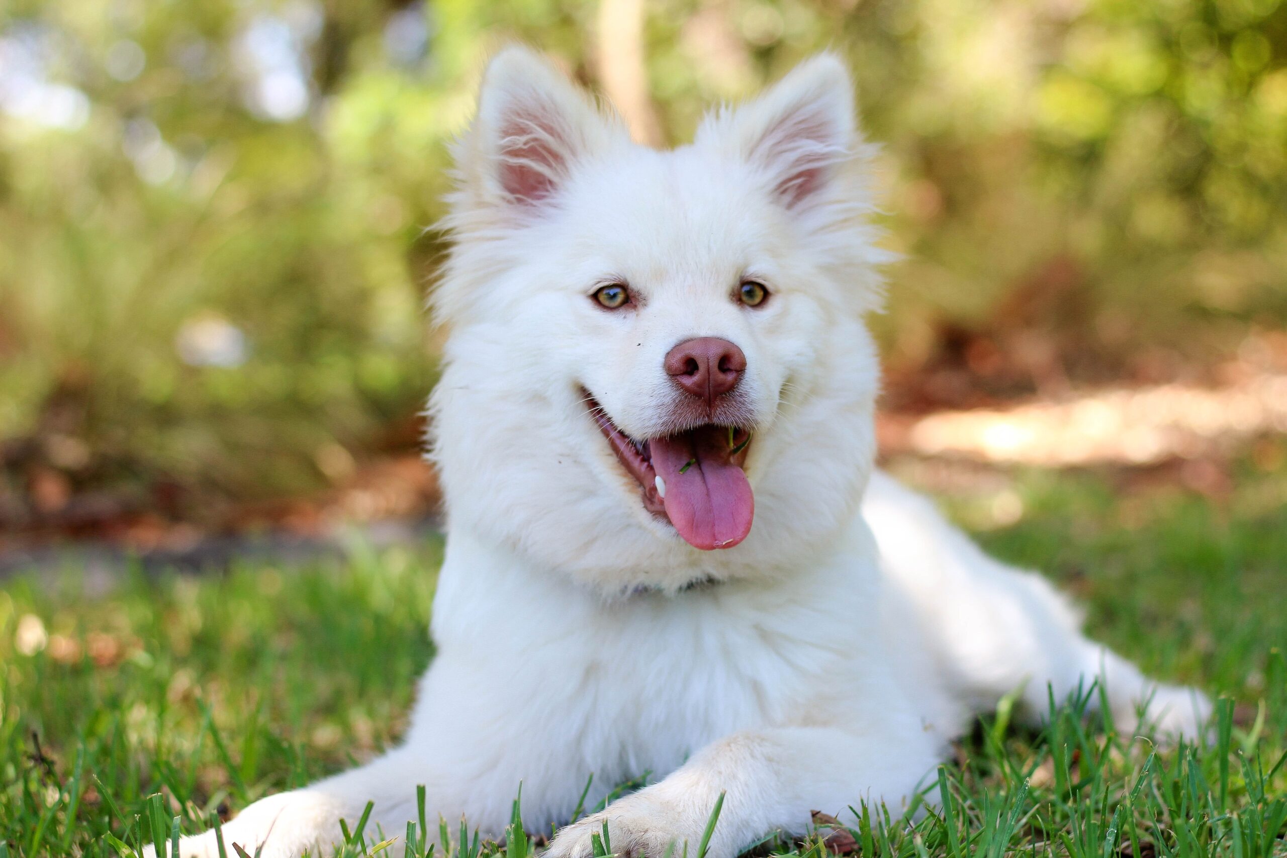 adorable-animal-breed-356378